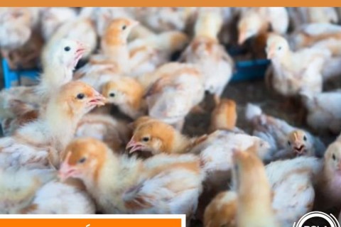 Nove estados brasileiros declararam emergência por causa da gripe aviária